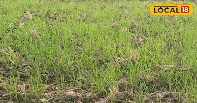 हालांकि, एक-एक खरपतवार को हाथ से निकालना काफी मुश्किल होता है. ऐसे में दवा का छिड़काव एक अच्छा विकल्प है. गेहूं की फसल में दो तरह के खरपतवार निकलते हैं. जिसमें सकरी पत्ती और चौडी पत्ती वाले घास. सकरी पत्ती वाले खरपतवार में मोथा, जंगली जौ आदि है.