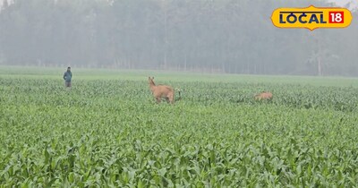 बिहार के अररिया जिले में मक्का की खेती बड़े पैमाने पर की जाती है. यहां की मिट्टी और जलवायु मक्का के लिए काफी अनुकूल है. यही वजह है कि जिले के अधिकांश किसान मक्का की खेती पर निर्भर हैं और इससे अच्छी आमदनी भी कर रहे हैं. रानीगंज प्रखंड के काला बलुआ गांव के युवा किसान मुकेश कुमार पिछले कई वर्षों से खेती कर रहे हैं. 