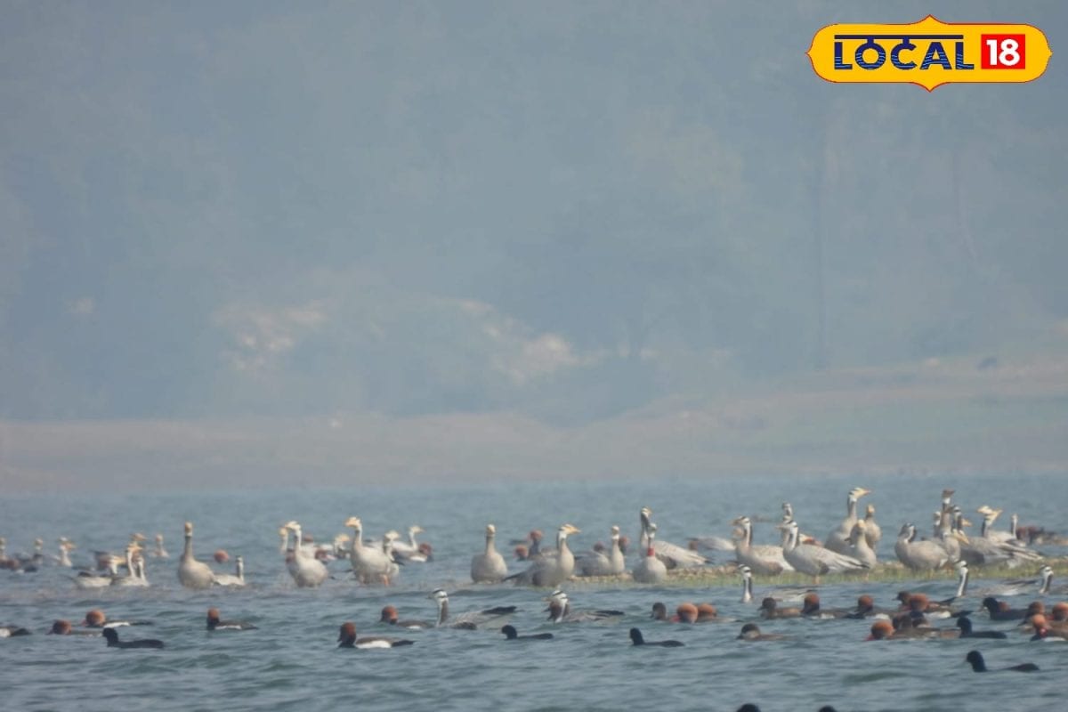 बिहार की ये जगह है प्रवासी पक्षियों की सबसे पसंदीदा, आते हैं साइबेरिया और ऑस्ट्रेलिया से पक्षी, जानिए कैसे पहुंचे और कब जाएं