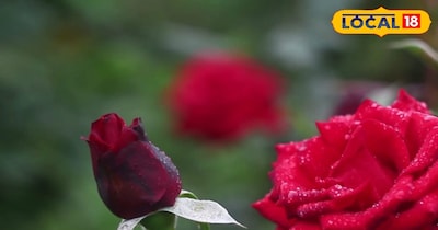 कनिष्क ने बताया कि ठंड के मौसम में गुलाब के पौधों के आसपास की मिट्टी को हल्का ढीला बनाए रखना चाहिए. ऐसा करने से हवा का प्रवाह काफी अच्छा होता है. इसके लिए हर 15 दिन पर पौधे की मिट्टी को हल्का-सा कुरेदकर उसमें दो चम्मच सरसों की खली का घोल मिला दें. 