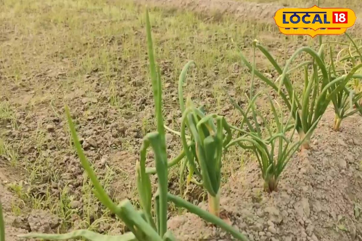 Multiple Crop: इस किसान ने एक खेत में उगाएं कई फसल, कम खर्च में हो रही डबल कमाई, जानें रमेश कुमार का अनोखा तरीका