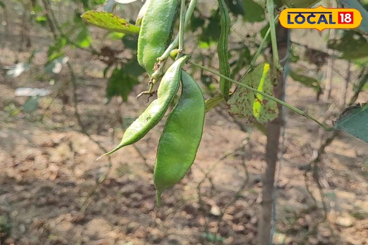 Agri Tips: मचान विधि से करें सब्जियों की खेती, सीमित भूमि में होगी अधिक कमाई, जानें कैसे करें शुरुआत