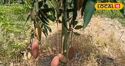 इसलिए ये देने के बाद इसमें कीड़े लगने का कम सम्भावना रहता है.  लोग अब कृषि के तरीके को भी बदलने लगे हैं ऐसे में अब कृषि को छोड़कर और बगीचा पर अधिक ध्यान देते हैं. क्योंकि बगीचा एक बार मे मोटी कमाई दे जाता है. इसलिए लोग बगीचा अधिक लगा रहे हैं.