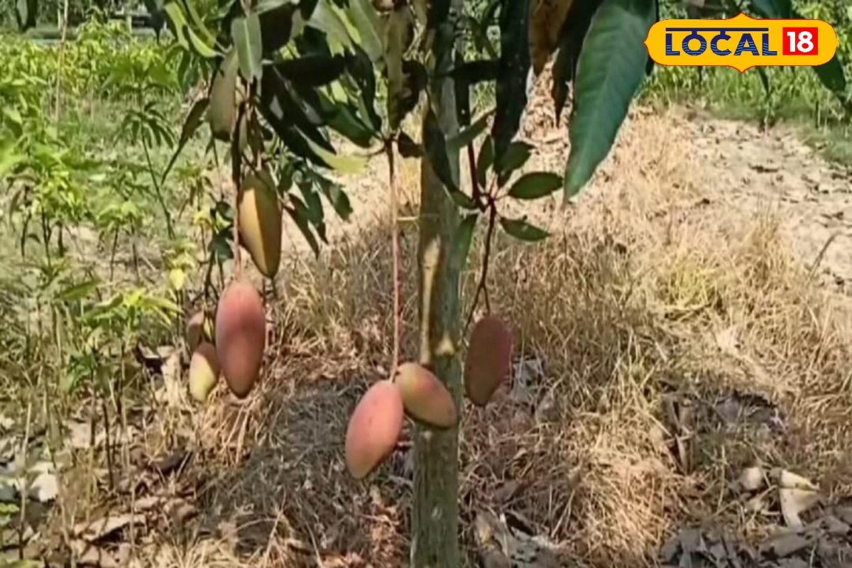 Gardening Tips: आम के बगीचे को कीटों से है बचाना... तो अपनाएं ये आसान घरेलू उपाय, मिलेगा भरपूर फायदा