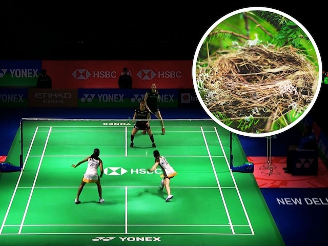 पहले पक्षी की बीट, अब घोंसला ही कोर्ट पर गिर पड़ा, इंडिया ओपन में एक और विवाद