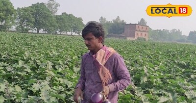 Landless Farmer Kumod Sah Achieves ₹50 Lakh Turnover with Brinjal Cultivation