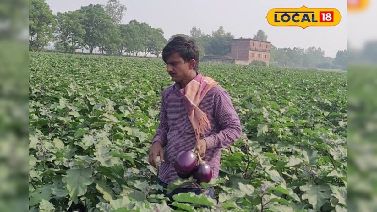 Video: न अपनी जमीन, न बड़ा सेटअप! फिर भी बैंगन बेचकर 50 लाख का टर्नओवर, जानें कुमोद का बिजनेस मॉडल