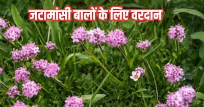 जटामांसी बालों के लिए वरदान