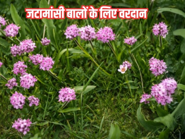 Jatamansi benefits for healthy hair: Benefits of Jatamansi for hair