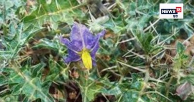 कटेरी प्लांट के फायदें.