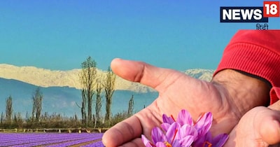 Pampore: India's Saffron Capital, A Legacy of 'Red Gold' Cultivation