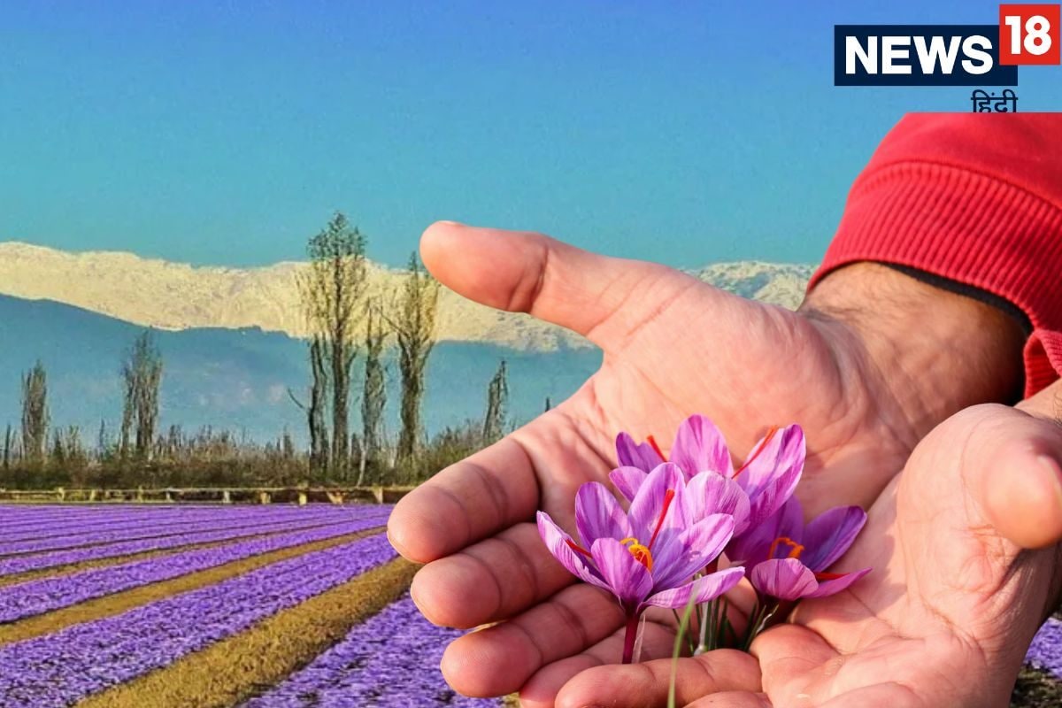 भारत में कहां होती है केसर की खेती सेफ्रॉन कैपिटल के नाम से दूनिया भर में मशहूर ये छोटा सा कस्बा
