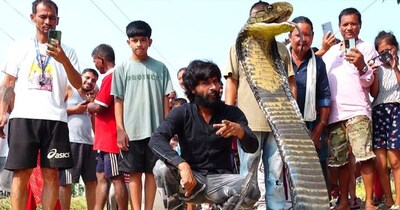 11-Foot King Cobra Invades Nepal Home; Terrifying Rescue Unfolds!