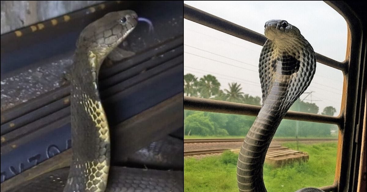 क्या आपकी ट्रेन की सीट के नीचे है किंग कोबरा? भारतीय रेलवे में सांपों की 'घुसपैठ' का कारण क्या
