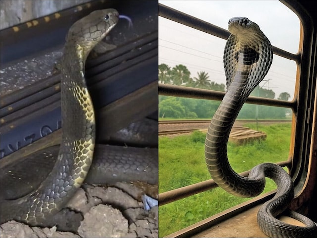 क्या आपकी सीट के नीचे है किंग कोबरा? क्यों ट्रेनों में 'घुसपैठ' कर रहे नागराज