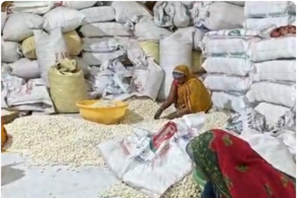 'लोकल टू ग्लोबल' की उड़ान: कैसे मखाना ने बदली हजारों परिवारों की जिंदगी, PM मोदी के विजन से रुका पलायन