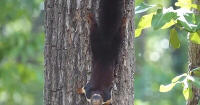 छत्तीसगढ़ के जंगल में दिखी दुर्लभ 'इंद्रधनुषी गिलहरी', छात्रों ने खींची तस्वीरें.