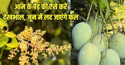 आम के पेड़ की देखभाल के तरीके