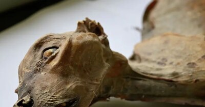 Photo Credit- अहमद बोग/कम्युनिकेशंस अर्थ एंड एनवायरनमेंट Via AP