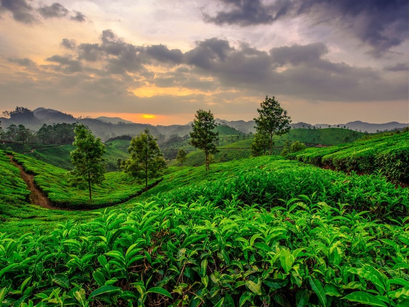 कोडाईकनाल : कोडाईकनाल “प्रिंसेस ऑफ हिल स्टेशन” कहलाने वाली यह जगह बादलों और झीलों के खूबसूरत संगम के लिए जानी जाती है. यहां की फॉग और ठंडा मौसम गर्मियों में किसी स्वर्ग से कम नहीं लगता.