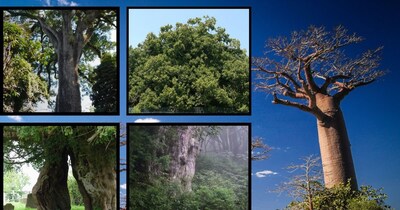 Oldest tree in world