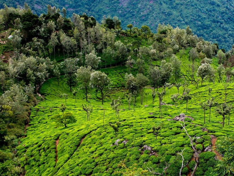 डोड्डाबेट्टा पीक-अब सवाल है कि यहां देखने वाली फेमस जगहें कौन सी है. तो डोड्डाबेट्टा नीलगिरि पर्वत श्रृंखला की सबसे ऊंची चोटी है और ऊटी की सबसे रोमांचक जगहों में गिनी जाती है. समुद्र तल से लगभग 8,650 फीट की ऊंचाई पर स्थित यह चोटी चारों ओर फैली घाटियों और जंगलों का अद्भुत दृश्य पेश करती है. यहां बने व्यू पॉइंट से दूर-दूर तक पहाड़ों और बादलों का नज़ारा देखा जा सकता है. ठंडी हवा और हल्की धुंध इस स्थान की खूबसूरती को और बढ़ा देती है. फोटोग्राफी और ट्रेकिंग के शौकीनों के लिए यह जगह बेहद पसंदीदा है. Photo-Tamilnadu Tourism