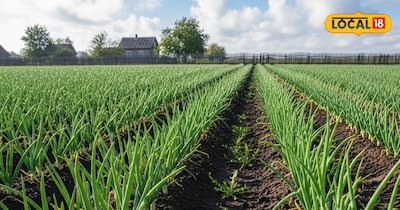 प्याज की क्यारियां बनाने का तरीका 