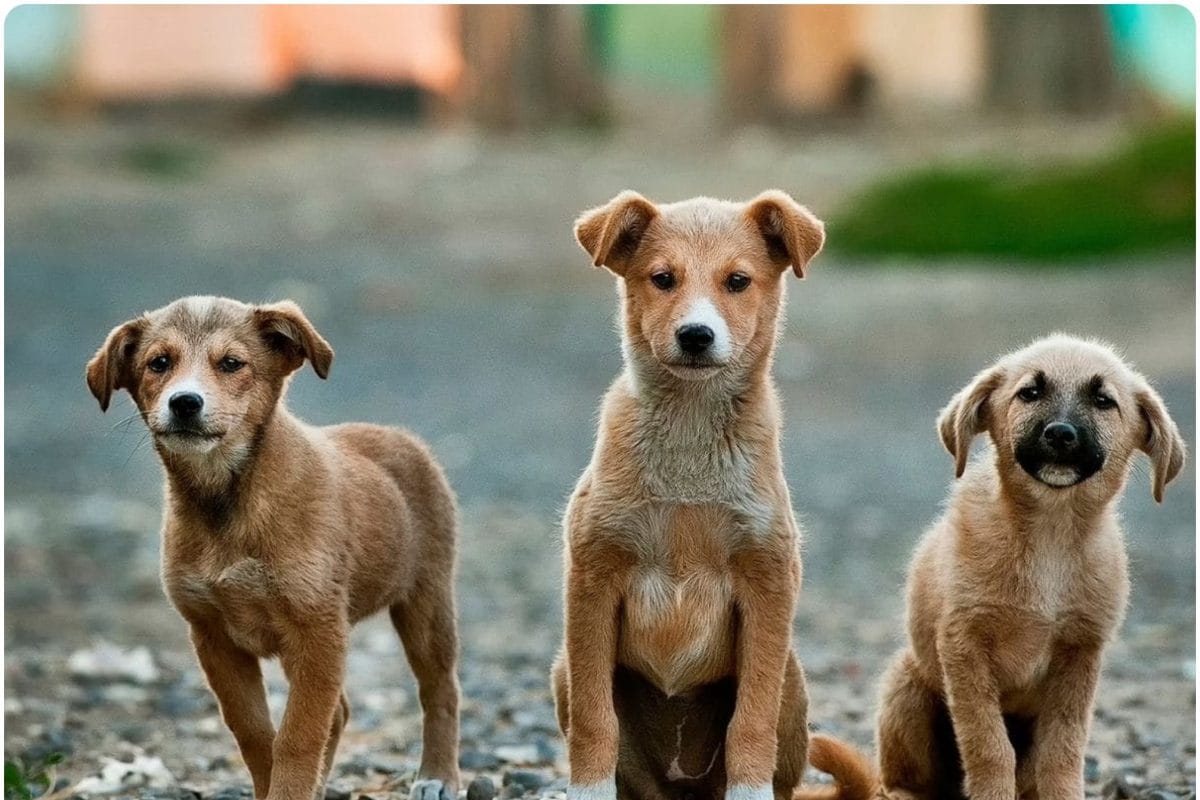 इंसान नहीं वहशी है, टॉयलेट में 2 महीने के पिल्ले से रेप, आरोपी को पब्लिक ने धुना; गंभीर धाराओं में केस दर्ज