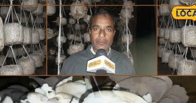 घुटनों के दर्द ने बनाया 'मशरूम किंग'! वकील साहब का आइडिया हुआ सफल, अब छाप रहे नोट.