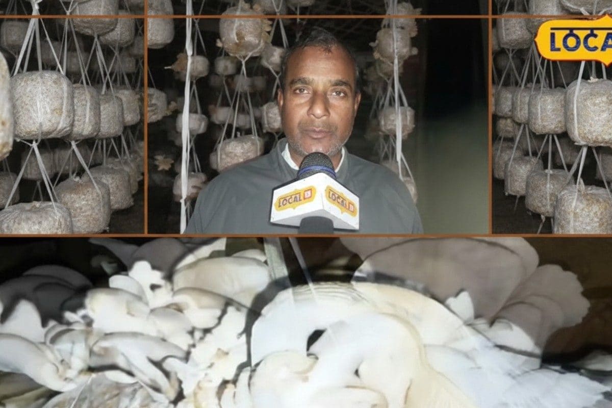 घुटनों के दर्द ने बनाया मशरूम किंग! प्रयोग में सफल हुआ वकील साहब का ये आइडिया अब छाप रहे नोट