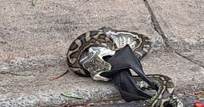 Giant Python Swallows Bat Whole in Queensland Garden; Video Goes Viral