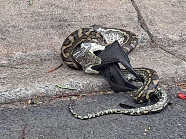 घर के बगीचे में घुसा विशालकाय अजगर, जिंदा चमगादड़ को पकड़कर निगल गया!