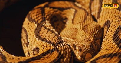 कोबरा से भी जहरीला सांप