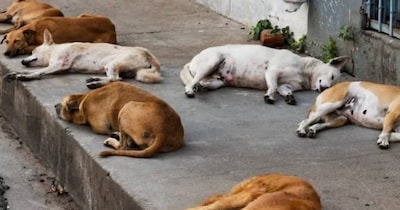 कुत्तों में पारवो वायरस तेजी से फैल रहा है.