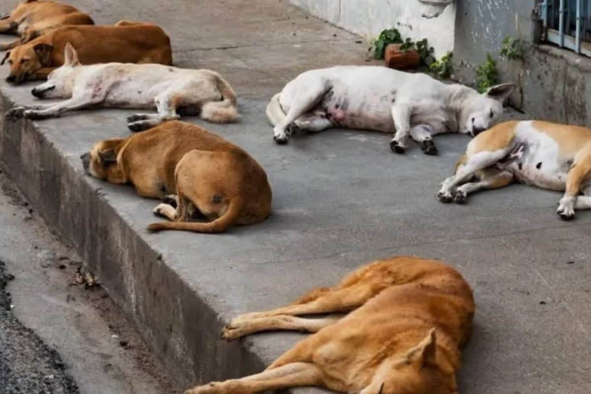 गांव की गलियों और खेतों पर मरे हुए कुत्ते आखिर तेलंगाना में 1100 कुत्तों को किसने मारा