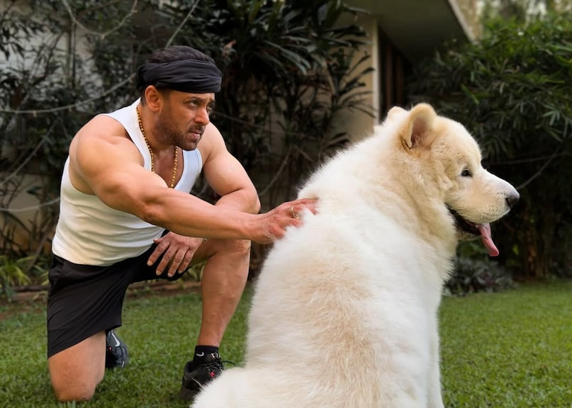 salman khan, salman khan news, salman khan movies, सलमान खान, सलमान खान न्यूज, सलमान खान फिल्म, salman khan, salman khan सलमान खान