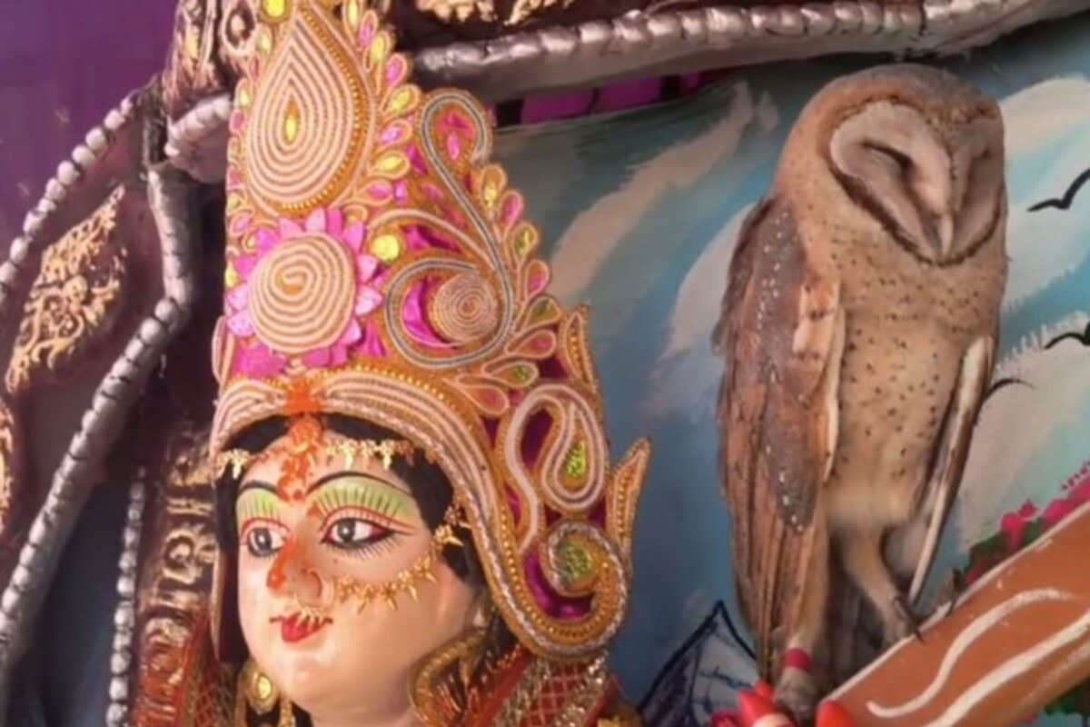 बिहार में चमत्कार! विसर्जन से पहले मां सरस्वती की प्रतिमा पर आकर बैठा उल्लू, दर्शन के लिए उमड़ी भीड़