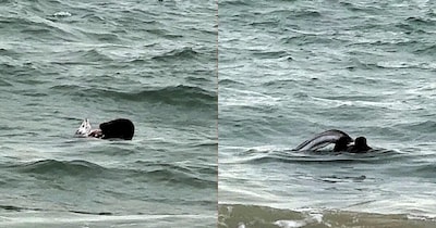 Seal Hunts Giant Eel at Bournemouth Beach, Stuns Onlookers with Rare Display