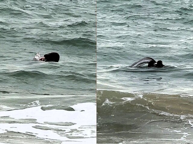 सील ने समुद्र तट पर किया मछली का शिकार, जीवित मछली की खाल अपने दांतों से खींच ली!