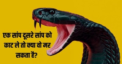 एक सांप दूसरे सांप को काट ले तो क्या वो मर सकता है? 