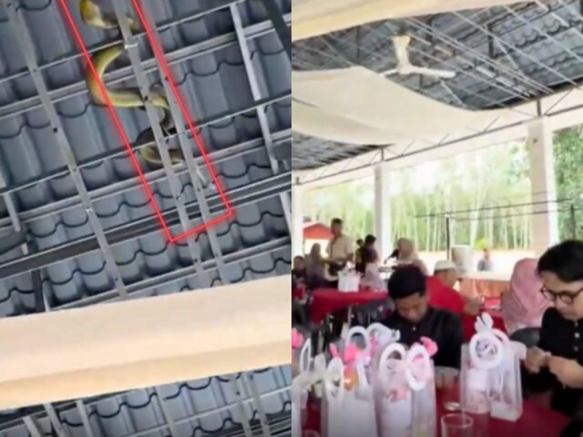 मेहमान शादी में व्यस्त थे, तभी शादी के हॉल की छत पर एक 'विशालकाय सांप' नजर आया.