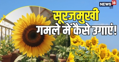 बालकनी गार्डनिंग के लिए सूरजमुखी की 'बौनी किस्म' (Dwarf Variety) सबसे अच्छी होती है.