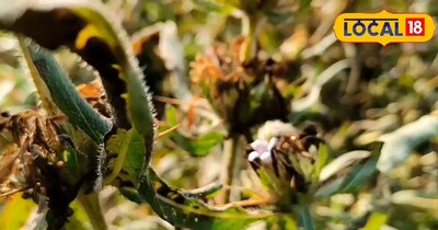 ताकत का भंडार: तालाब किनारे मिलने वाली औषधि Tal Makhana, डायबिटीज, आर्थराइटिस में कारगर