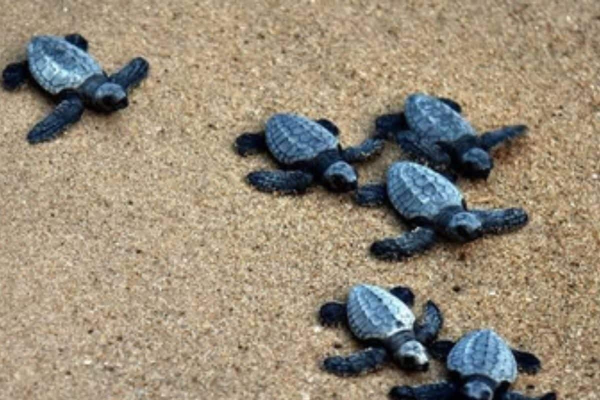 तमिलनाडु में समद्र किनारे ओलिव रिडले कछुओं के घोंसला बनाने की प्रक्रिया तेज अब तक 9000 अंडे मिले