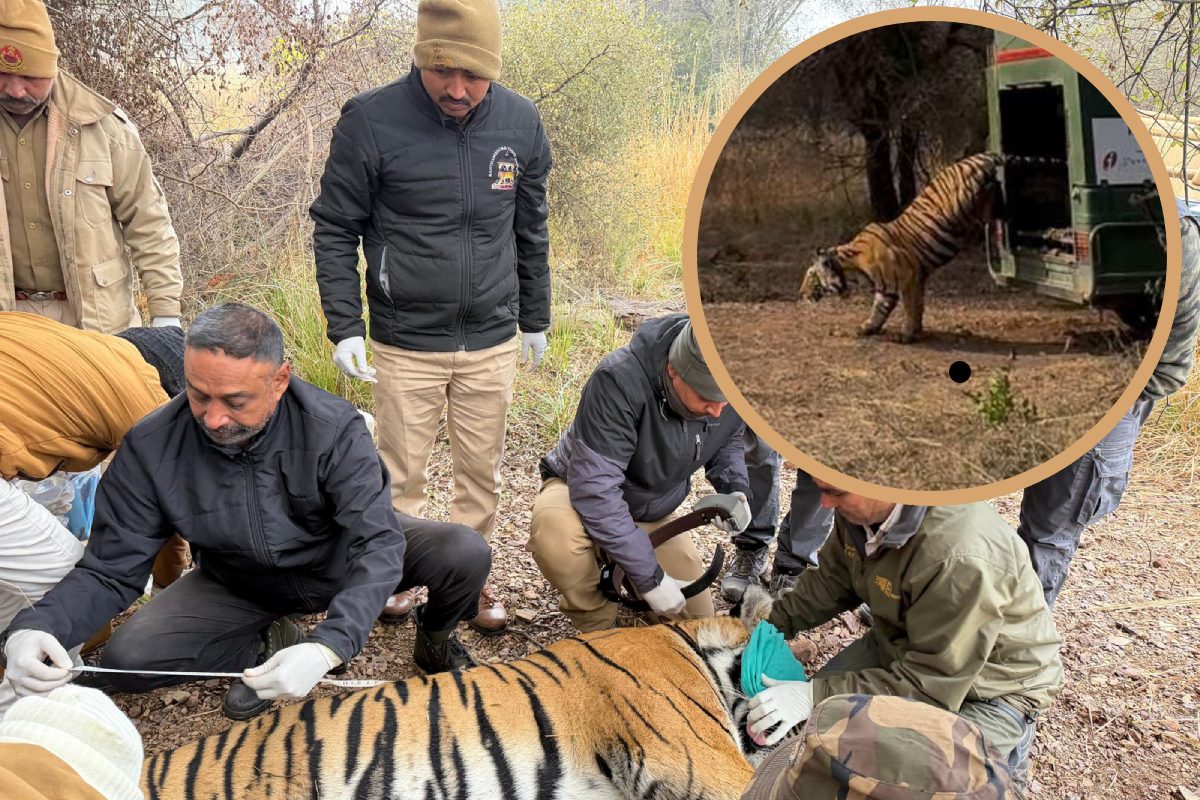 फिर जीवंत होगा मुकुंदरा-रामगढ़ विषधारी ऐतिहासिक टाइगर कॉरिडोर