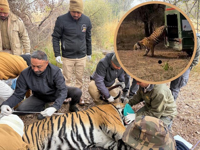 फिर जीवंत होगा मुकुंदरा-रामगढ़ विषधारी ऐतिहासिक टाइगर कॉरिडोर