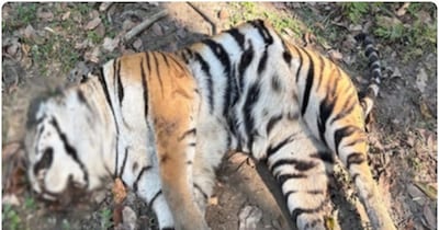 जांच में यह संकेत मिला है कि बाघ की मौत प्राकृतिक कारणों से या फिर आपसी लड़ाई के चलते हुई हो सकती है.