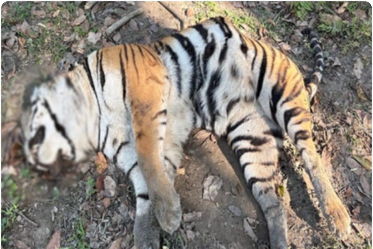 काजीरंगा नेशनल पार्क में अलर्ट 5 दिनों के अंदर 2 बाघों की मौत से मचा हड़कंप जांच में जुटे एक्सपर्ट