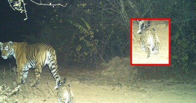 Tiny Tiger Cub Spotted in Dholpur-Karauli Tiger Reserve, Population Rises