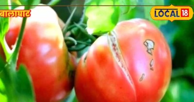 Stop Tomato Cracking: Expert Reveals Key to Shiny, Healthy Harvest
